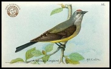 16 Arkansas Kingbird